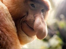 Proboscis monkey (Nasalis larvatus), long-nosed monkey, the bekantan